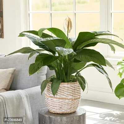 Zomoloco Peace Lily Or Spathiphyllum Live Plant Wh