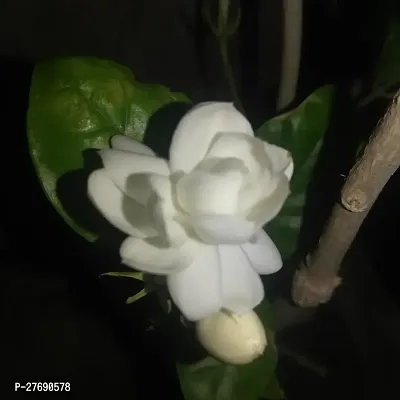 Zomoloco Arabian Jasmine Double Petal Live Flower-thumb0