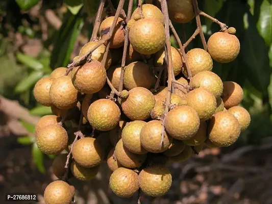 Zomoloco Rare Dwarf Longan Fruit Plant Thailand V-thumb0