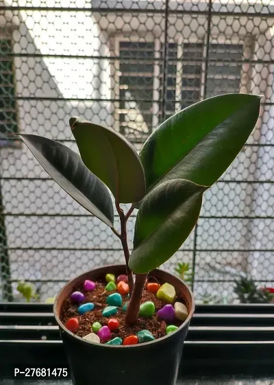 Zomoloco Live Rubber Plant For Indoor Home Decorat-thumb0