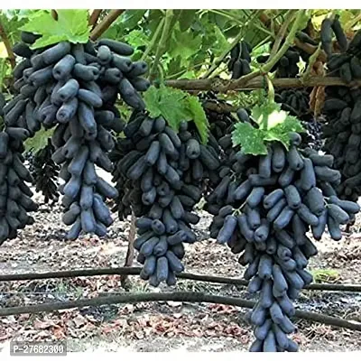 Zomoloco Black Grape Plant Zz Plant-thumb0