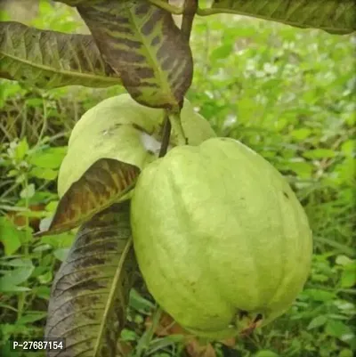 Zomoloco Thai Dwarf Variant Guava Live Plantclou