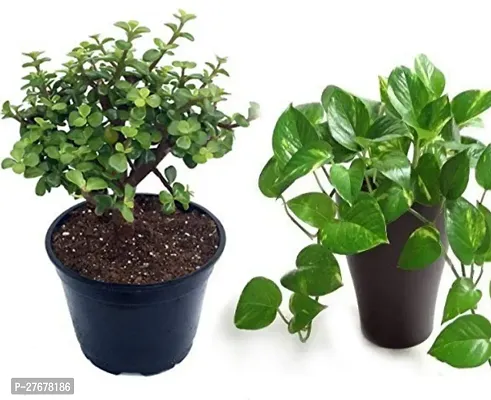 Zomoloco Combo Of 2 Money Plant And Jade Plant Mon-thumb0