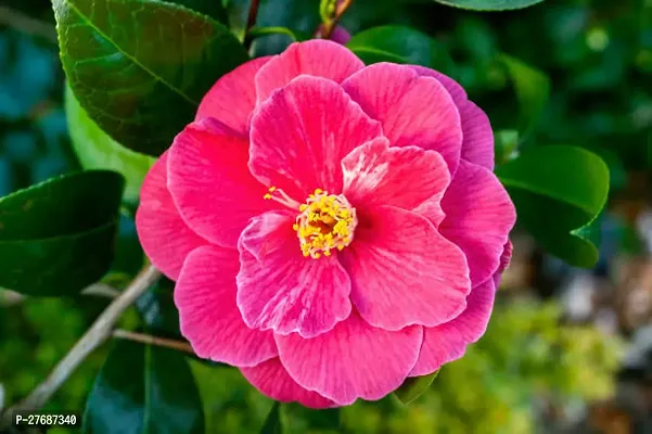 Zomoloco Pink Camellia Healthy Flower Plant For Ho