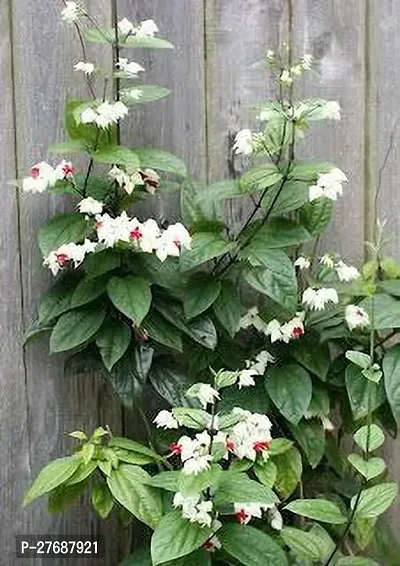 Zomoloco Live Rare Bleeding Heart Vine White Cler