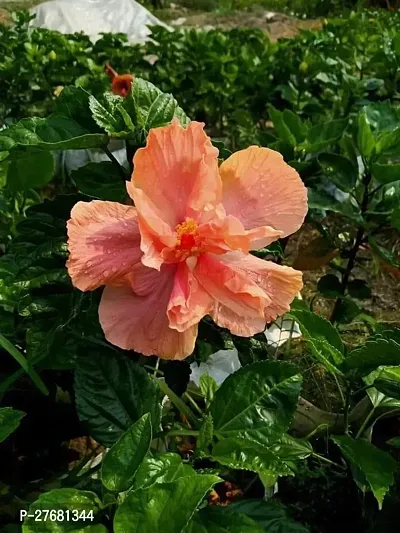 Zomoloco Hp11 Hibiscus Plant-thumb0