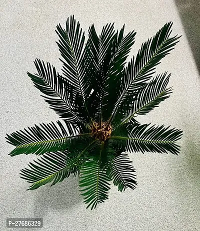 Zomoloco Cycas Revoluta Plant Live Plant Cf77 Cy-thumb0