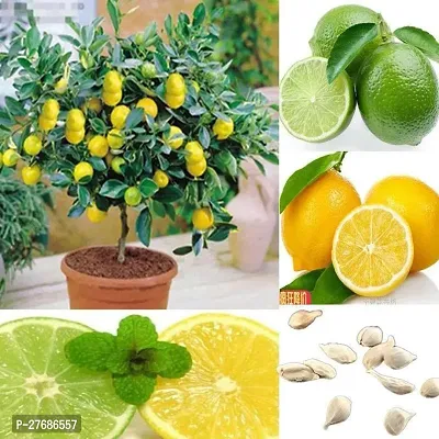 Zomoloco Lemon Citrus Nimbu Nimboo Lime Al