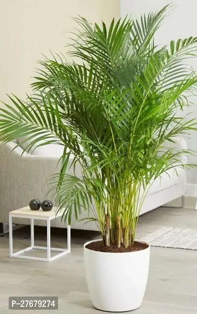 Zomoloco Areca Plam Vd53 Areca Plam-thumb0