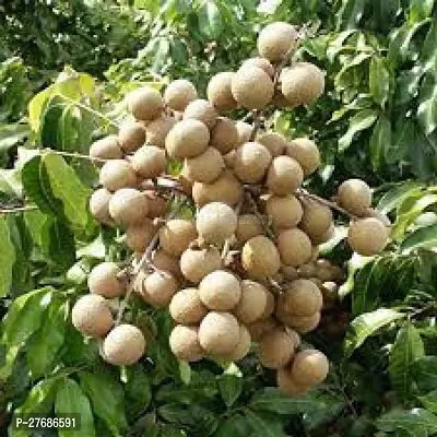 Zomoloco Rare Dwarf Longan Fruit Plant Thailand V