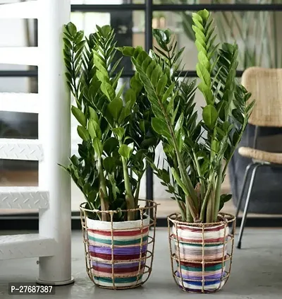 Zomoloco Live Air Purifying Indoor Zz Zamioculcas-thumb0