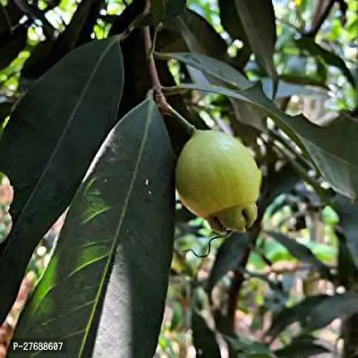 Zomoloco Gulab Jamun Syzygium Jambos Roseappl