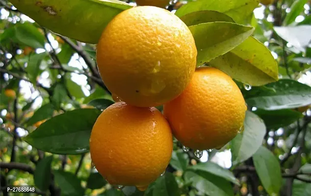 Zomoloco Nagpur Mandarin Orange All Time Variety G