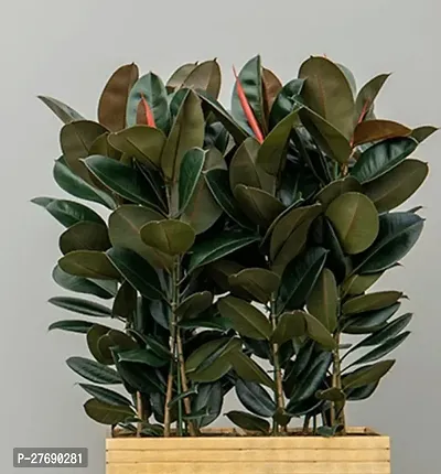 Zomoloco Live Rubber Plant For Indoor Home Decorat-thumb0