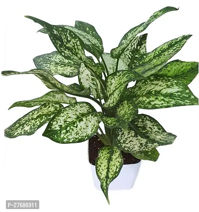 Zomoloco Snow White Aglaonema Chinese Evergree