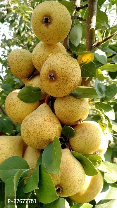Zomoloco Plants Live Babugoshaeuropean Pear Fruit