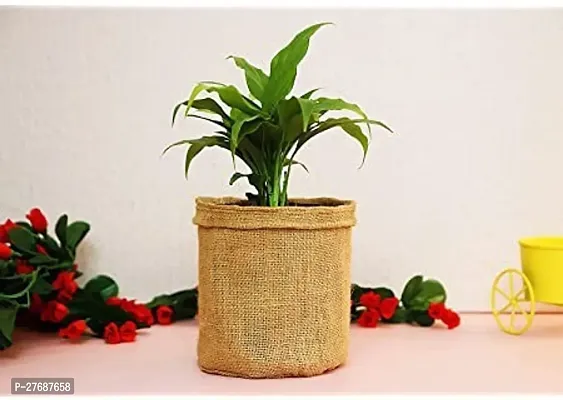 Zomoloco Peace Lily Or Spathiphyllum Live Plant Wh-thumb0