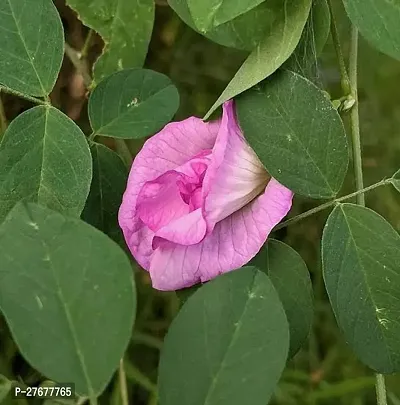 Zomoloco Pink Double Flowering Aparajita Clitoria-thumb0