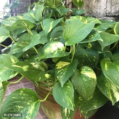 Zomoloco Money Plant Cf002251 Money Plant-thumb0