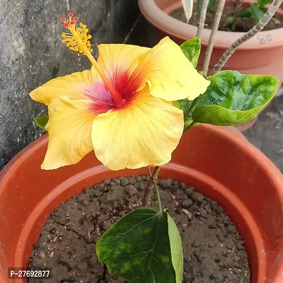 Zomoloco Hibiscus Yellow Live Flower Plant Cf3300-thumb0