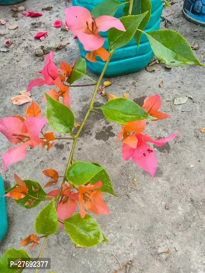 Zomoloco Bougainvillea Plant Cf00057 Baugainvill-thumb0