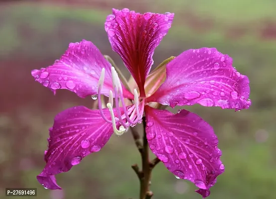 Zomoloco Kanchan Bauhinia Acuminata Purple Flowe-thumb0