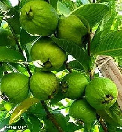 Zomoloco Air Layered Hybrid Harijha Variant Guava-thumb0
