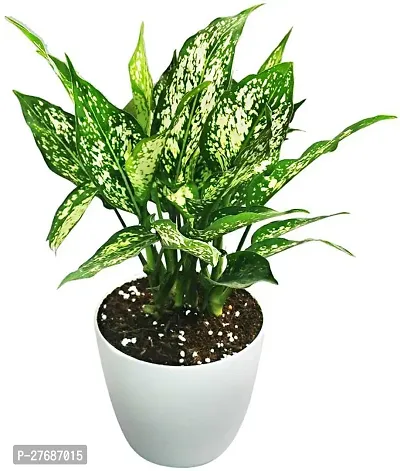 Zomoloco Snow White Aglaonema Chinese Evergree