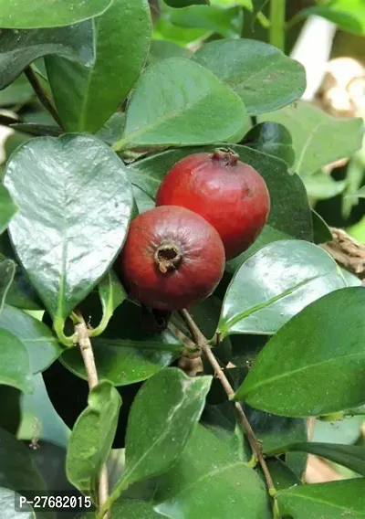 Zomoloco Hybrid Strawberry Guava A7 Guava Plant