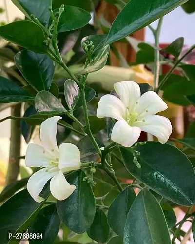 Zomoloco Murraya Paniculata Kamini Flower Plant Cf