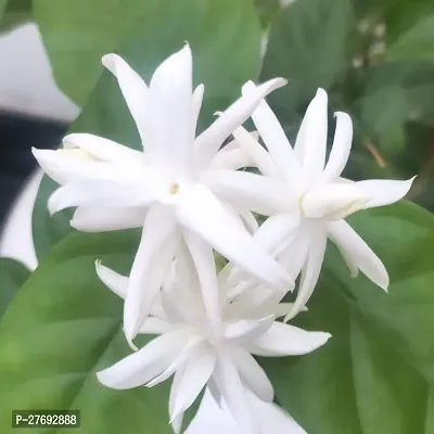 Zomoloco Arabian Jasmine Double Petal Live Flower-thumb0