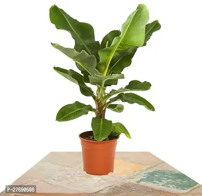 Zomoloco Hybrid Banana Live Plant For Fruiting G-thumb0