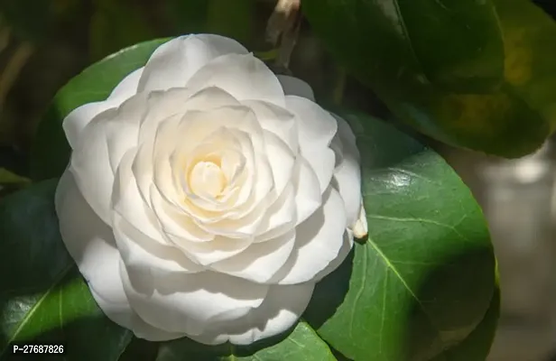 Zomoloco White Camellia Healthy Flower Plant For H
