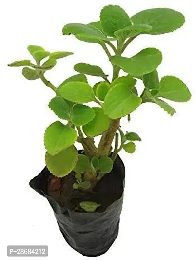 Zomoloco Ajwine Plant PLT-138-thumb0