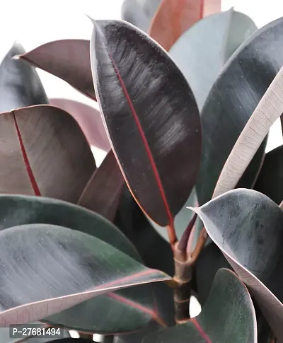 Zomoloco Rubber Plant Aa1 Rubber Tree-thumb0