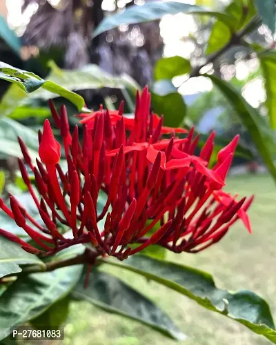 Zomoloco Trothic Ixora Chethi Red Plant Live Flowe