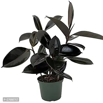 Zomoloco Live Rubber Plant Black Prince Rubber P-thumb0