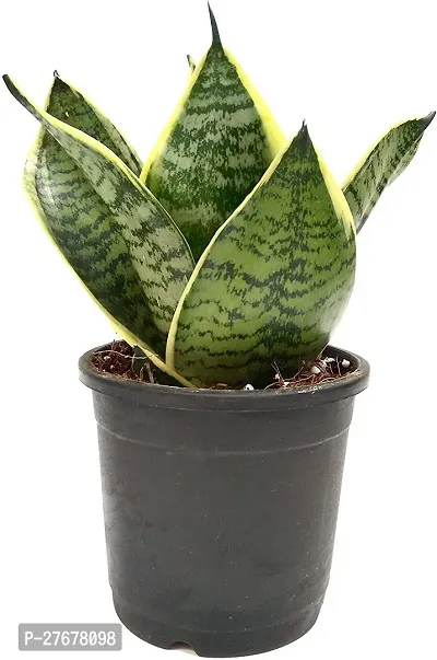 Zomoloco Al55 Snake Plant-thumb0