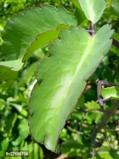 Zomoloco Patharkachi Plant 2 Kalanchoe Plant-thumb0