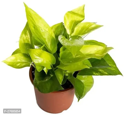 Zomoloco Golden Photos Money Plant Live Plant Goo-thumb0