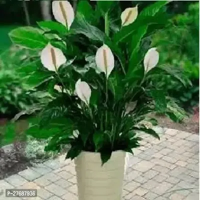 Zomoloco Peace Lily Or Spathiphyllum Live Plant Wh