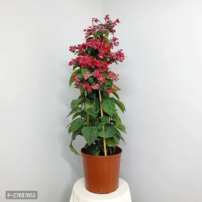 Zomoloco Live Rare Bleeding Heart Vine Red Clerod