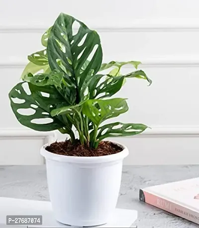 Zomoloco Broken Heart Indoor Plant With Air Purify-thumb0