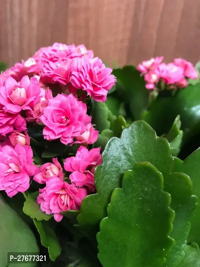 Zomoloco Kalanchoe Flower Plants Pink Kalanchoe-thumb0