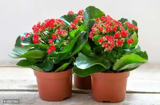 Zomoloco Kalanchoe Plant kalancho Flower Plant-thumb3