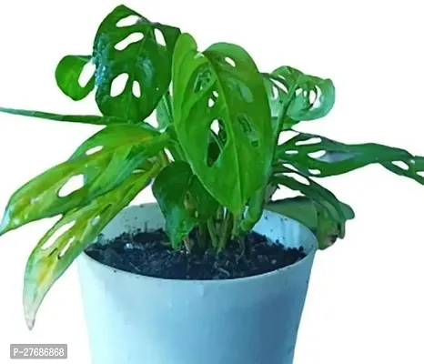 Zomoloco Broken Heart Indoor Plant With Air Purify