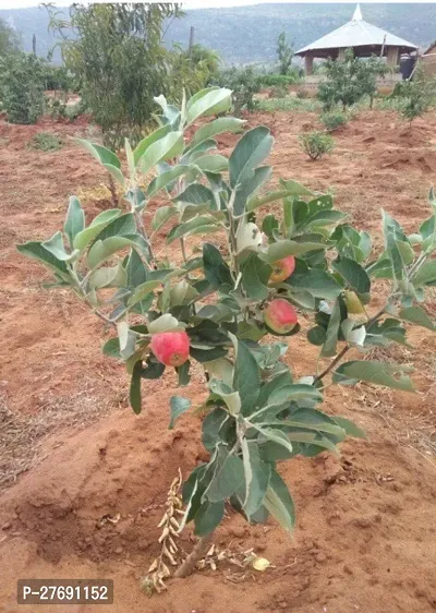 Zomoloco Apple Sunehari Hybrid Grafted Live Plant