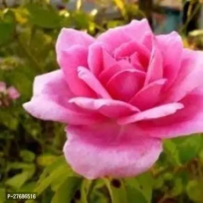 Zomoloco Scented Rose Gawathi Gulaab Plant Pink