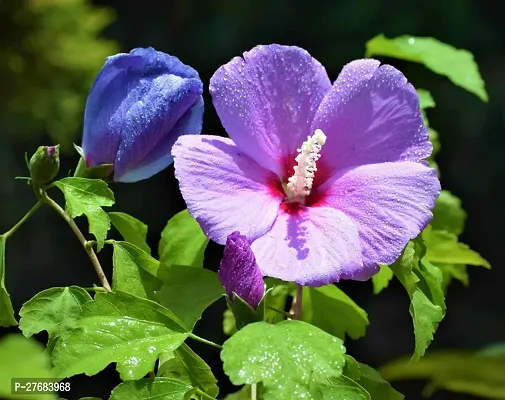 Zomoloco 1Gv Hibiscus Plant-thumb0