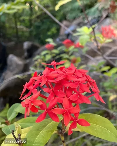 Zomoloco Trothic Ixora Chethi Red Plant Live Flowe-thumb0